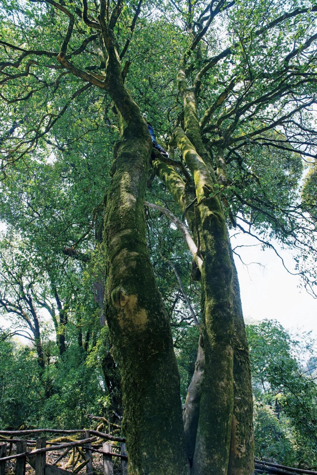 正宗的云南普洱茶是什么样的,真正的云南普洱茶是什么样