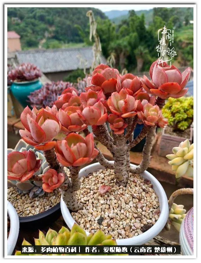 用心种好每一棵多肉,每一棵多肉都是独一无二的