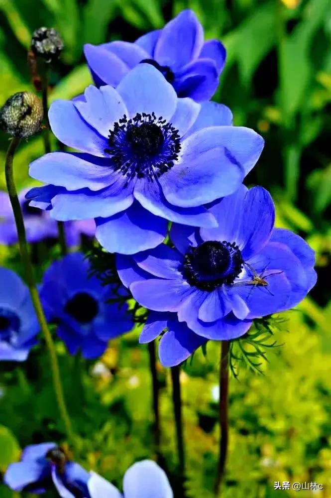 鲜花五彩缤纷争奇斗艳,最美鲜花一年四季都在争艳怒放