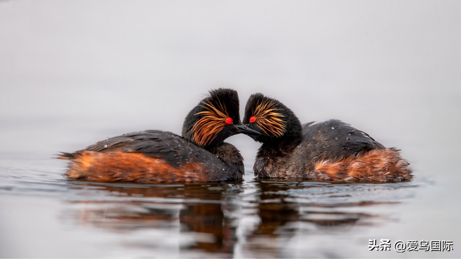 2024观鸟大年,观鸟大年介绍