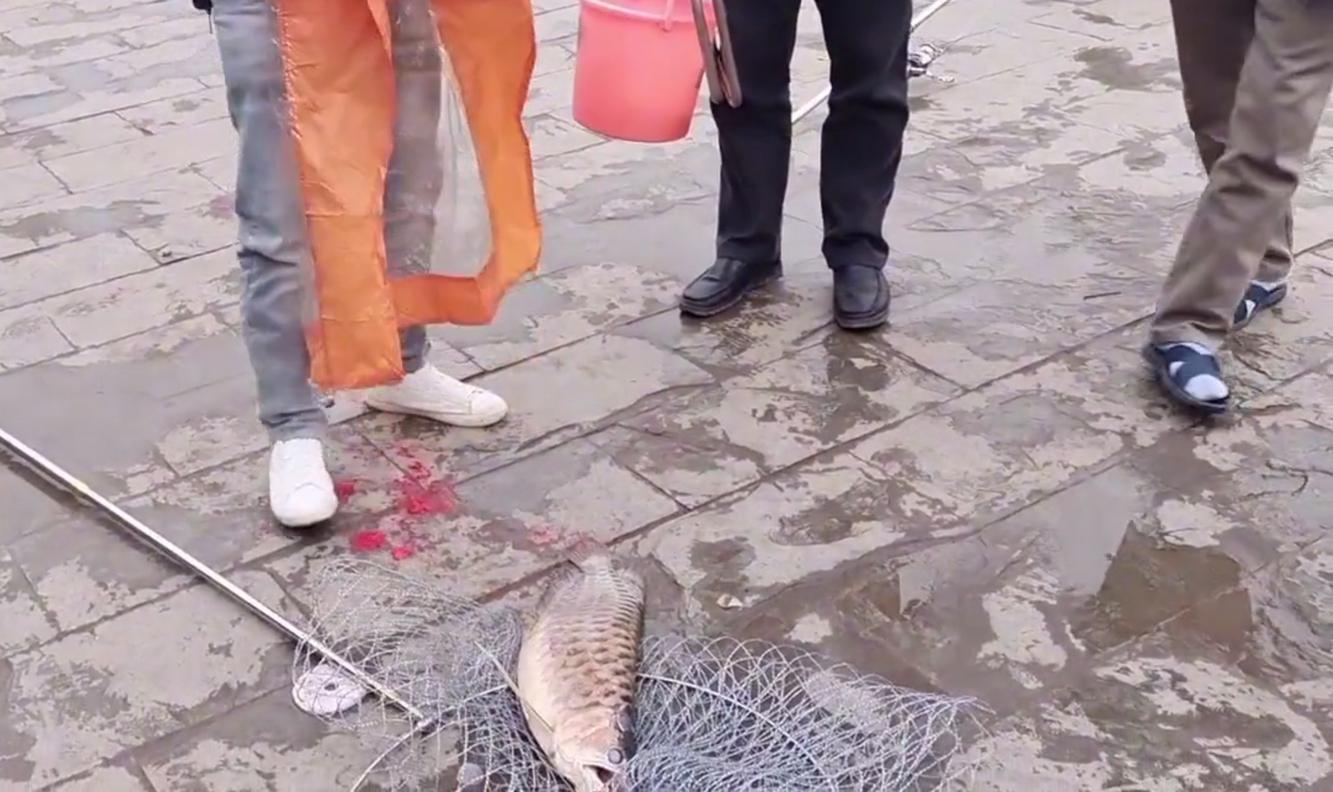 钓获一尾3斤重的极品野生大黄鱼,渔民捕获一条重达100斤的金龙鱼