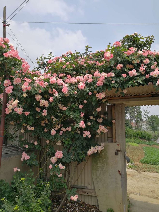 又香又适合阳台养的花,什么带香味的花室内养好看