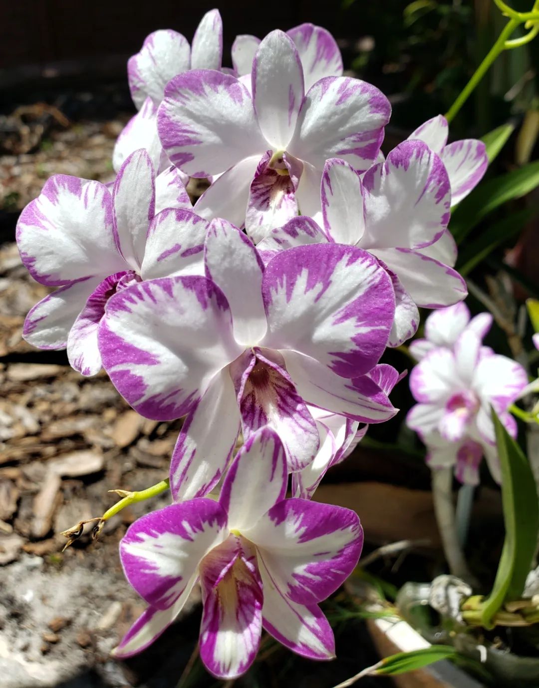 石斛兰花盛开香气四溢,石斛兰花怎么养才好看