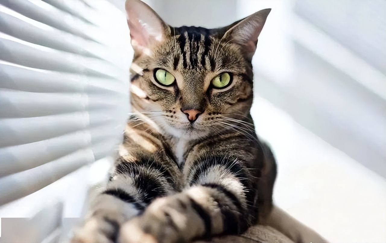 中华田园猫不建议养的理由,中华田园猫白猫两个月毛发很少