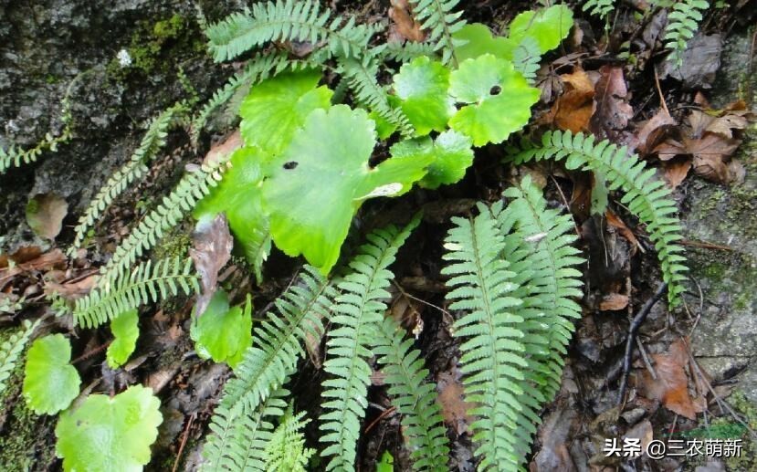 蜈蚣一样的草,中国最像蜈蚣的草