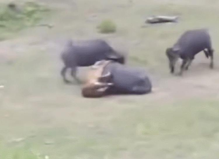 黑龙江黄牛被咬死,黑龙江黄牛被黑熊袭击事件