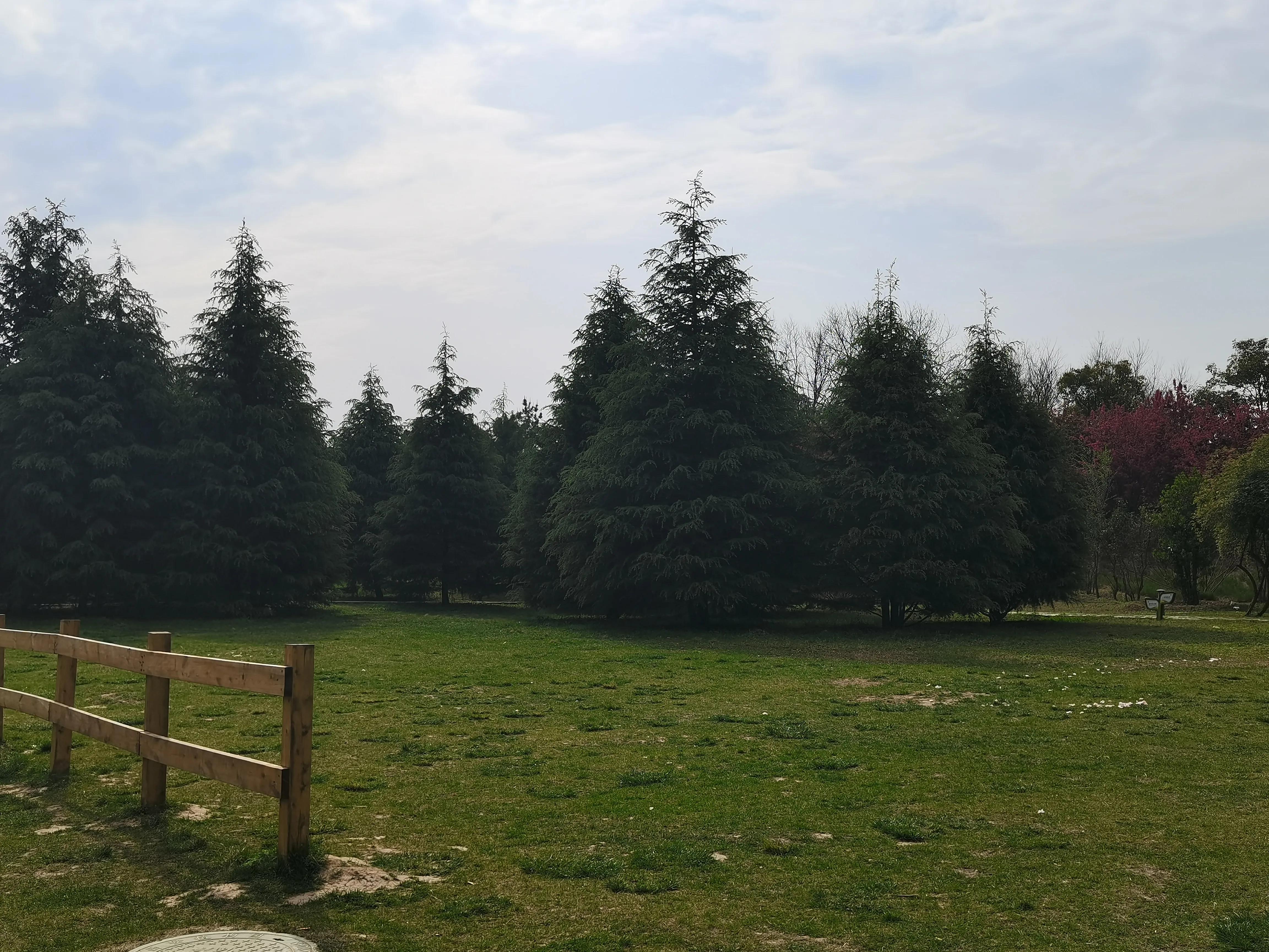 西安植物园春花怒放盛景,西安植物园海棠园