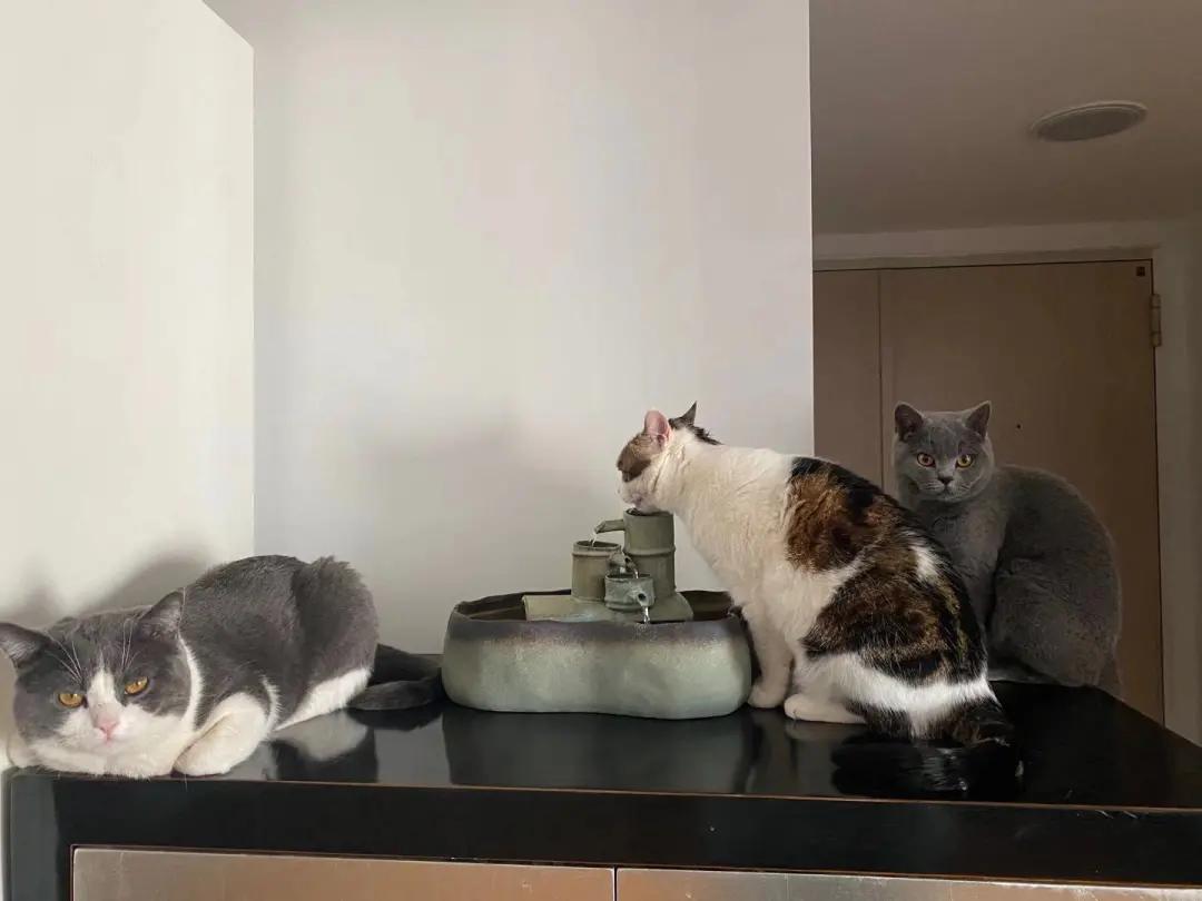 多花数千元为猫赎身，哪些人在买租赁猫？