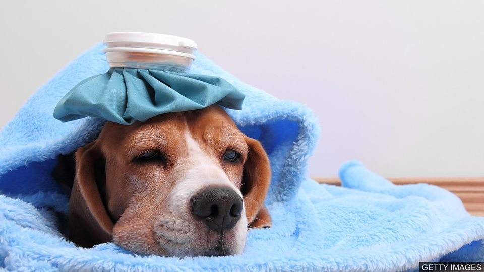 狗狗的英文短文,狗狗的英语口诀