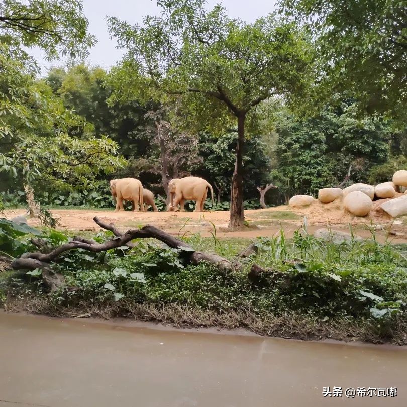 长隆游玩攻略推荐,长隆海洋王国游玩攻略大全视频