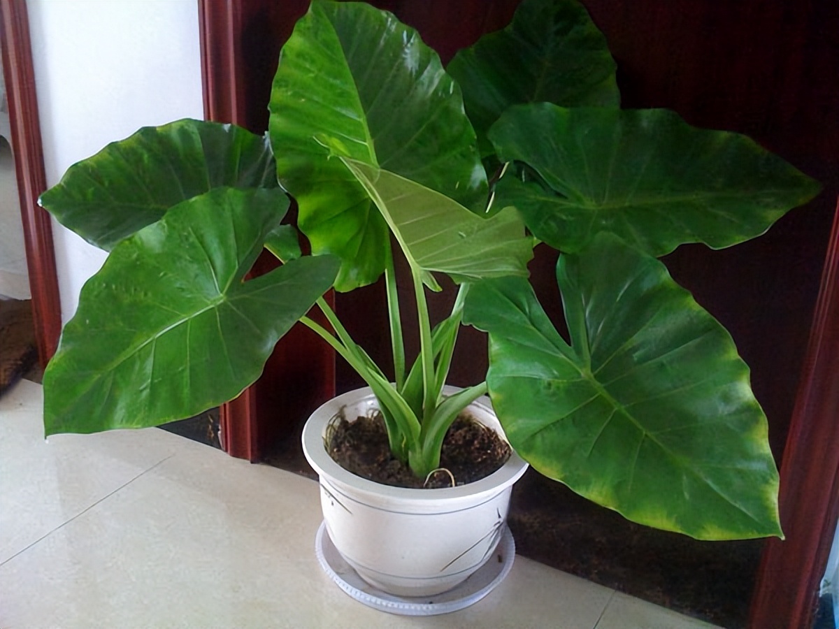 家庭不宜养的十大不吉利花,哪四种不吉祥的花不能在家养