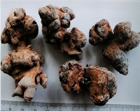 三七和金不换是一样的吗,金不换和三七是同一种中药吗