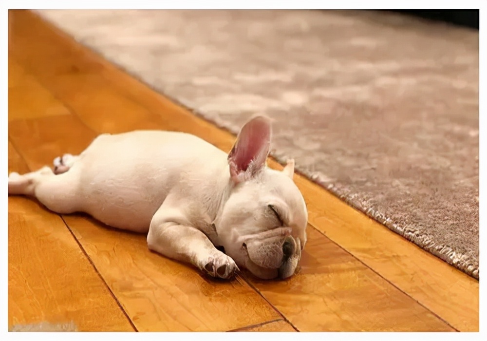 宠物疾病知识,宠物知识入门大全