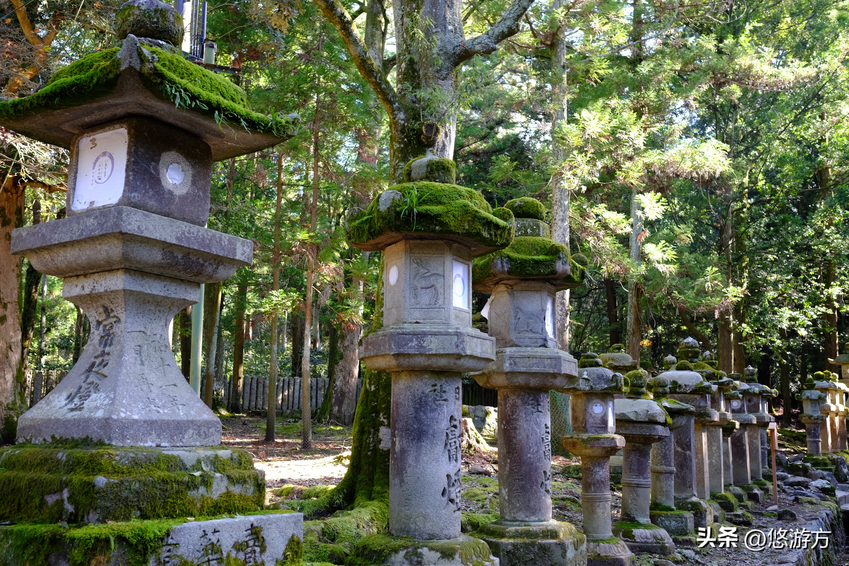 日本旅游攻略6天5夜官网,旅行团6天4夜日本游