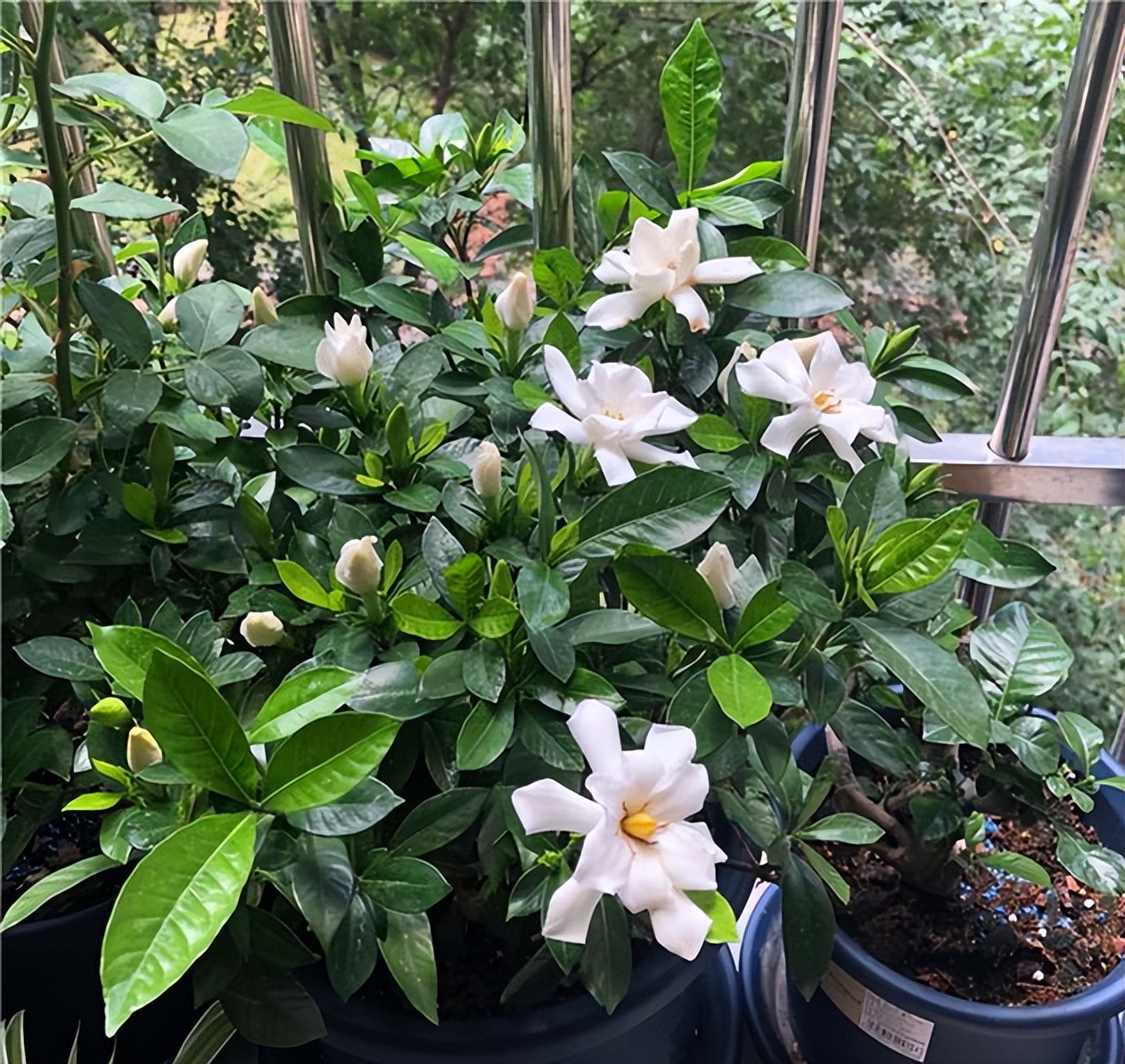 养花浇水你必须知道的浇水技巧,养花只浇水越养越不美