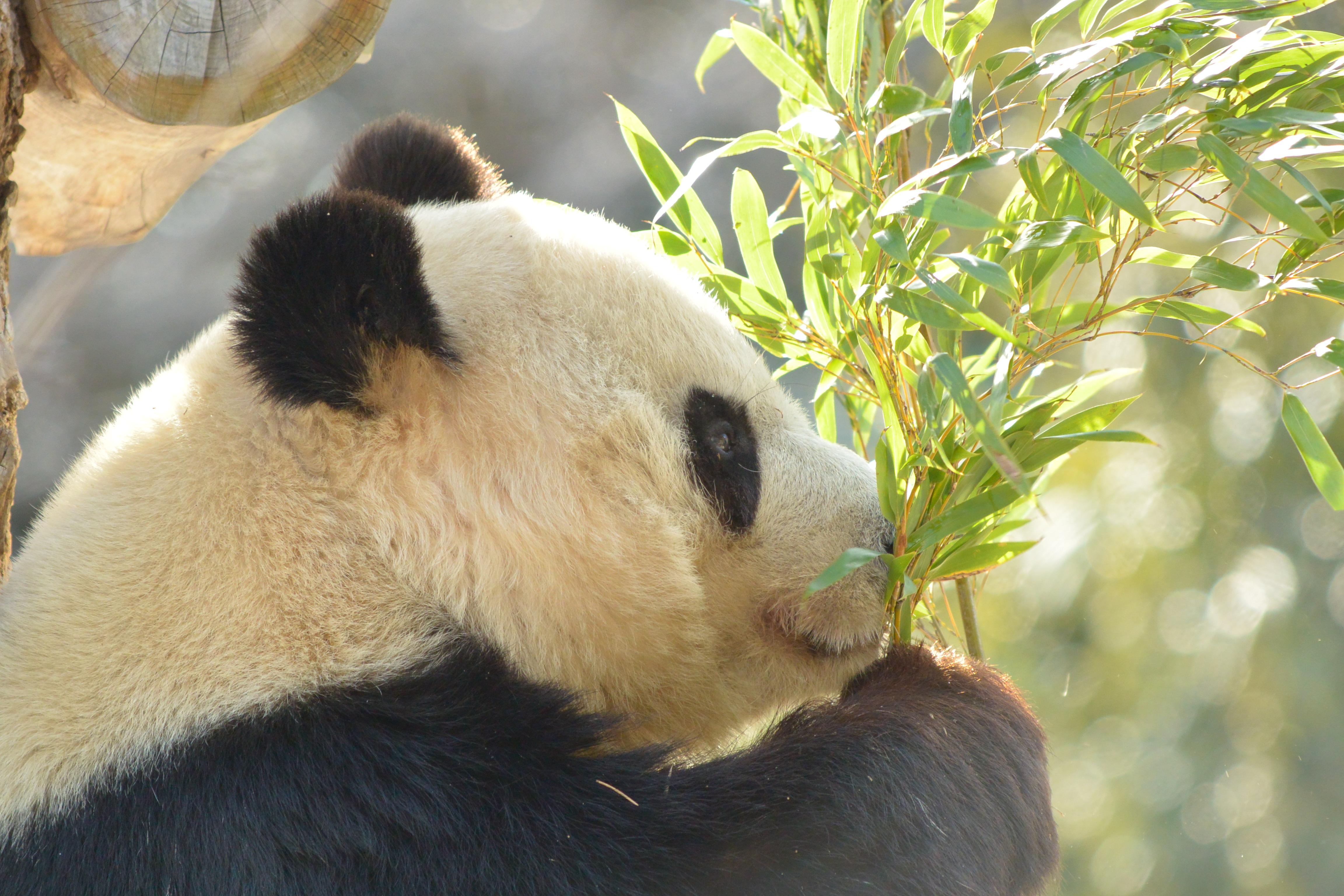 大熊猫和花的双向奔赴有多感人,那些微小但重要的事图书