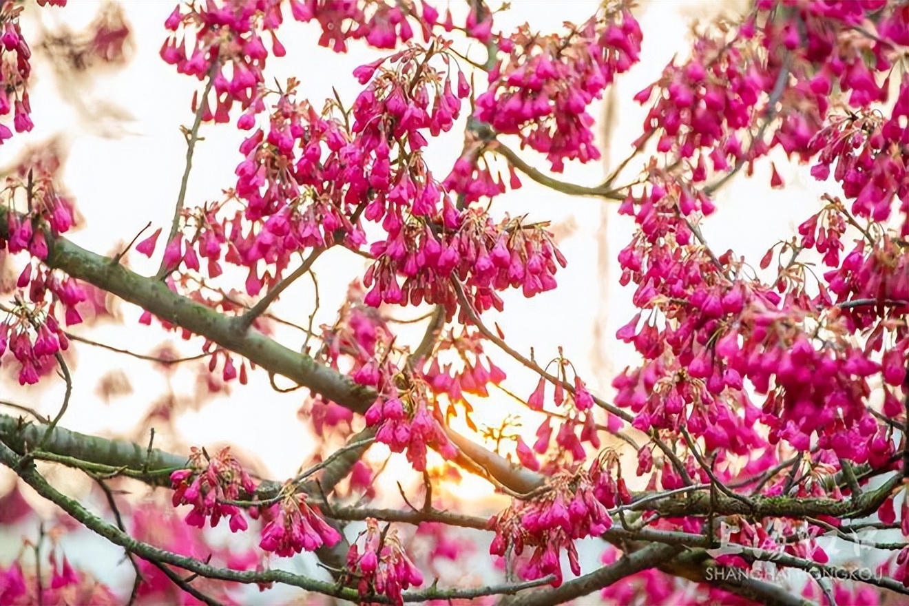 虹口又上热搜啦！这次是因为它→