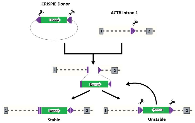 crispr蛋白质,crispr最新成果