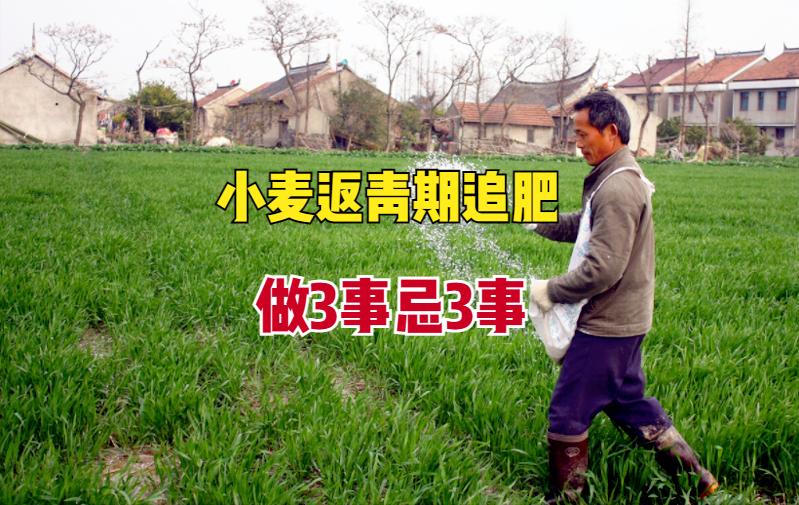 小麦追肥最佳时期什么时候,小麦追肥的正确方法