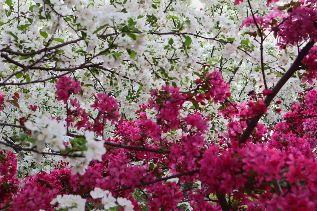 济南旅游公交专线有哪些 (济南近郊公交直达的游玩场所)