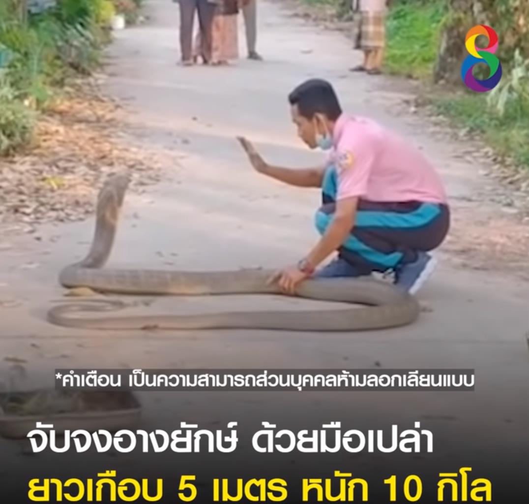 巨大眼镜王蛇被蛇獴杀死,泰国蛇王被咬死