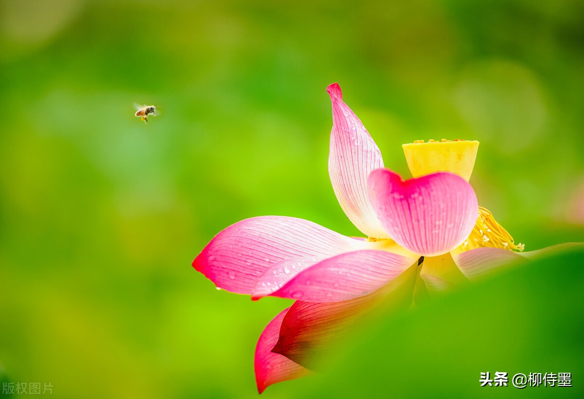 荷花摄影技巧和方法,荷花怎么拍出高级感的照片