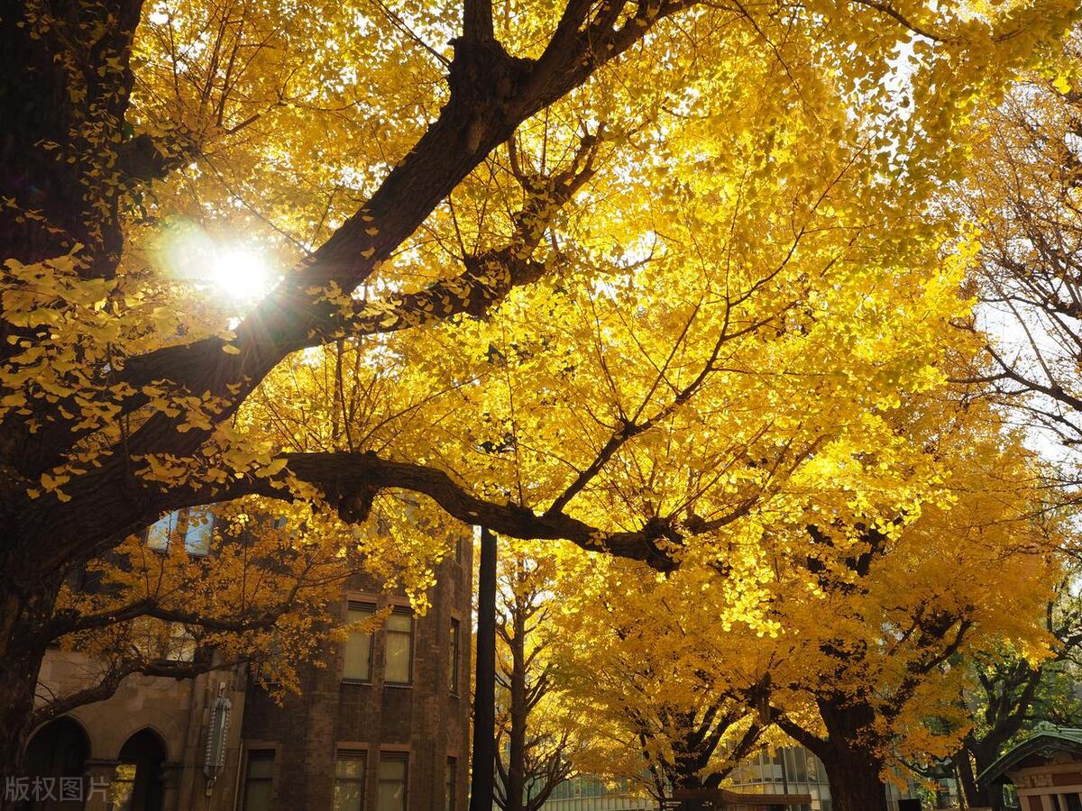 亚洲第一高校东京大学
