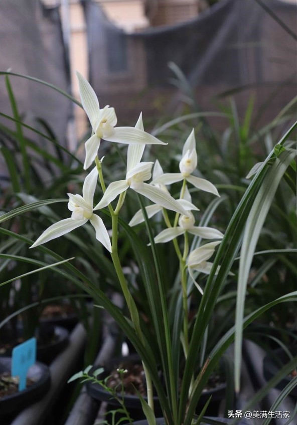 兰花界的“无冕之王”，曾价值连城，如今成普草，爱兰人必备