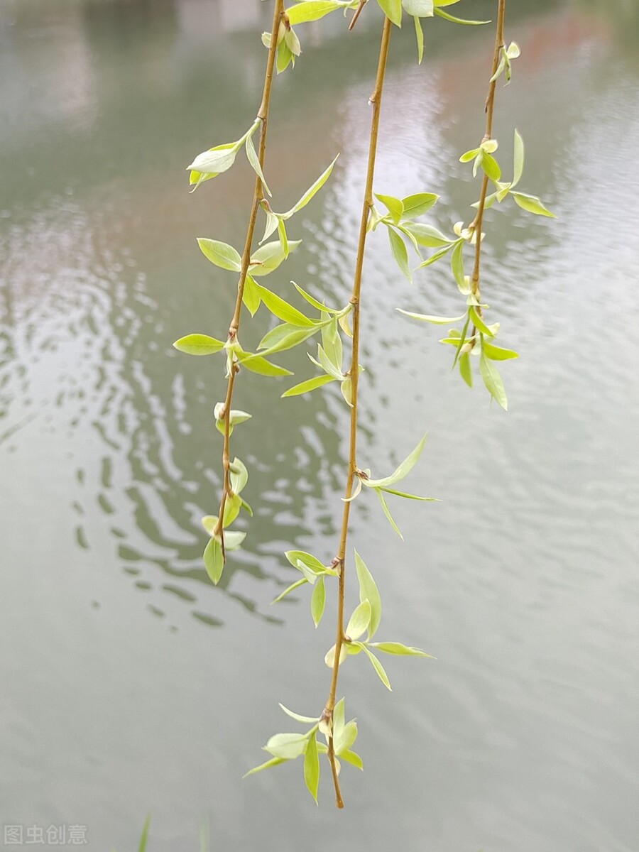 风吹杨柳万千条打一动物,风吹杨柳万千条解析