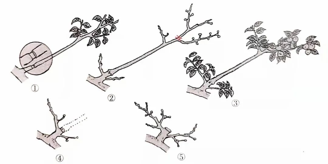盆景一二三级枝修剪,盆景修剪的九大技法