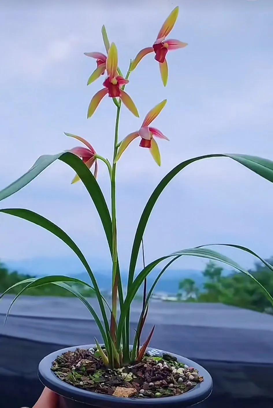 最名贵十种兰花盆景欣赏,名贵野生兰花