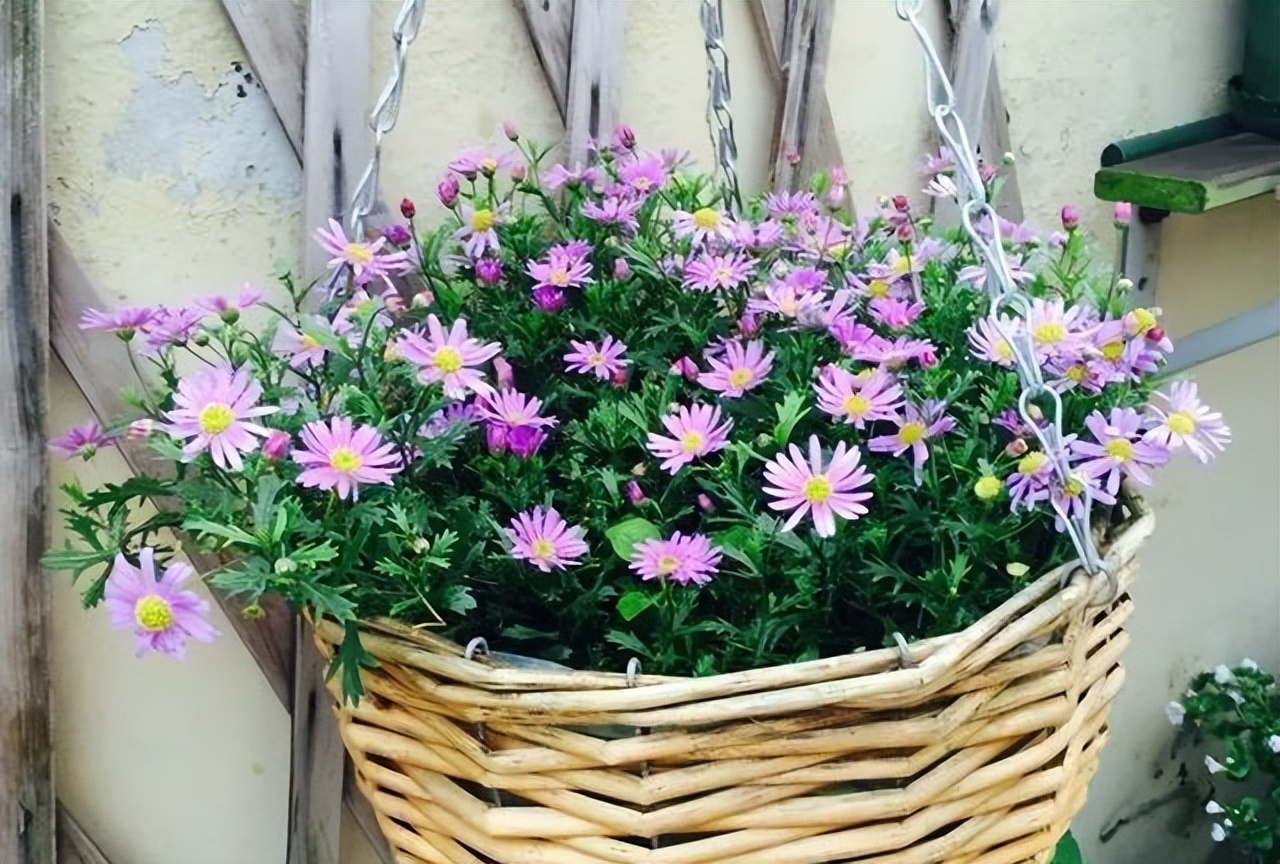 玛格丽特怎么养才长得好,如何养好玛格丽特