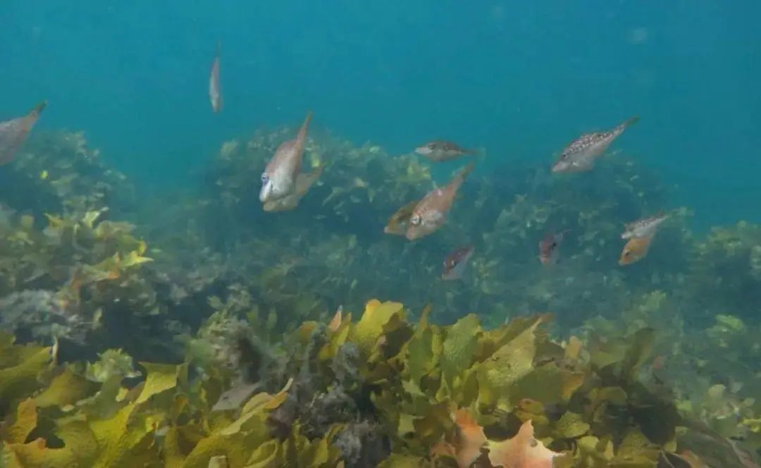 比蟹黄还珍贵！澳洲海胆“疯狂”生长，专家呼吁居民多吃