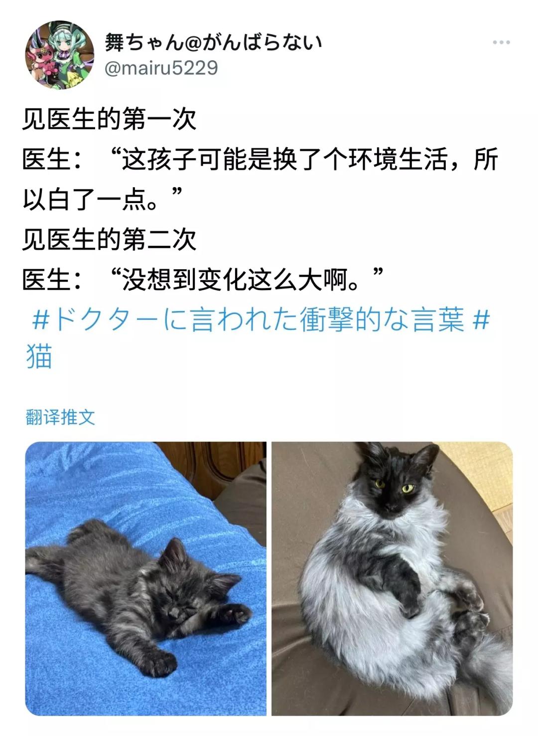 养仓鼠死亡事件,养的仓鼠突然死了