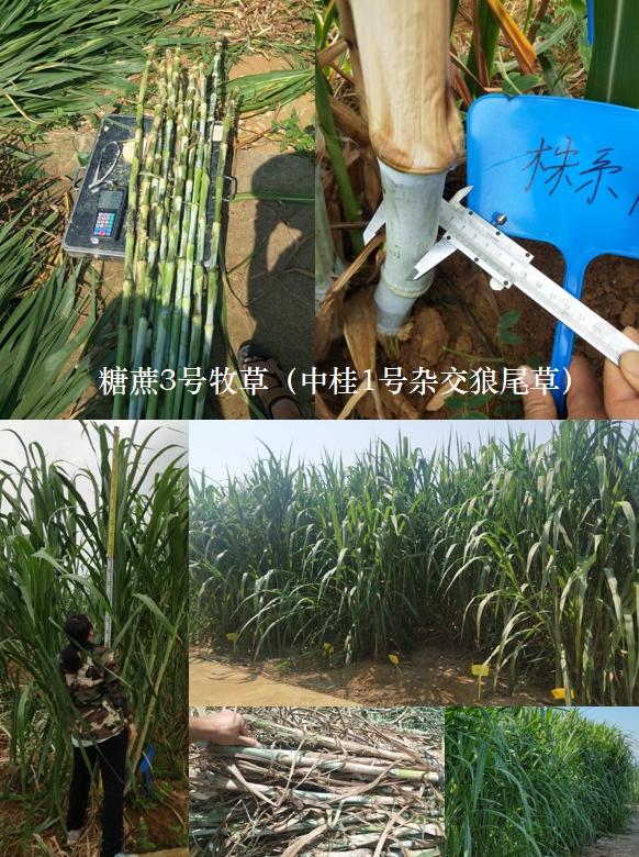 梅花鹿的养殖前景与风险,哪里能学到养殖梅花鹿的养殖技术