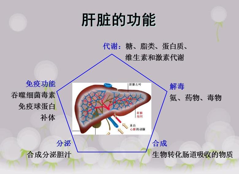 身体两处痒是肝脏求救信号,肝不好肩膀痛肝脏的5个求救信号