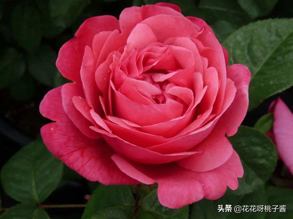 黄色月季哪个品种耐热耐晒抗病强,最耐热耐晒的切花藤本月季品种