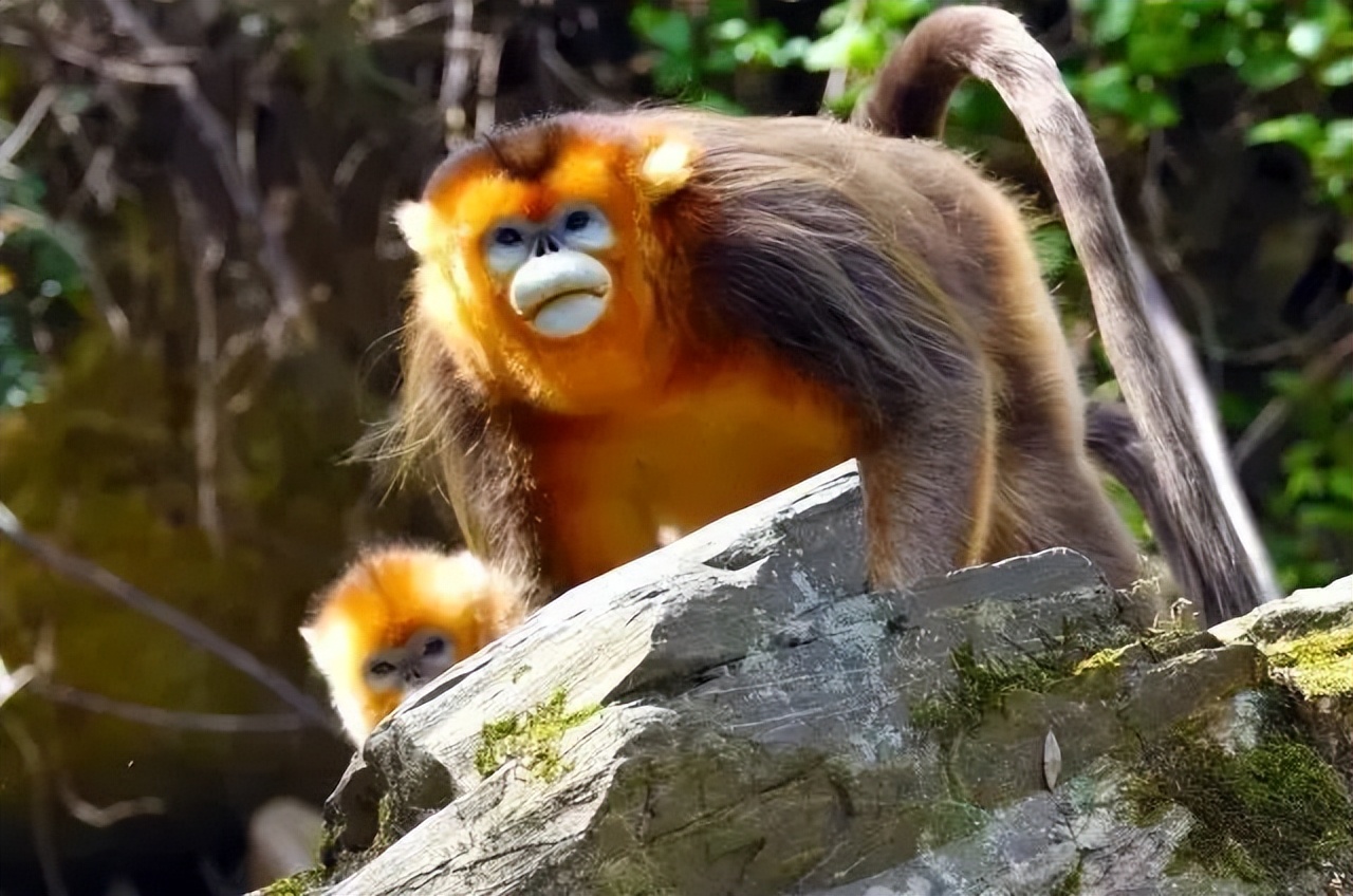 甘肃是最长的省吗,甘肃东西最长有多长