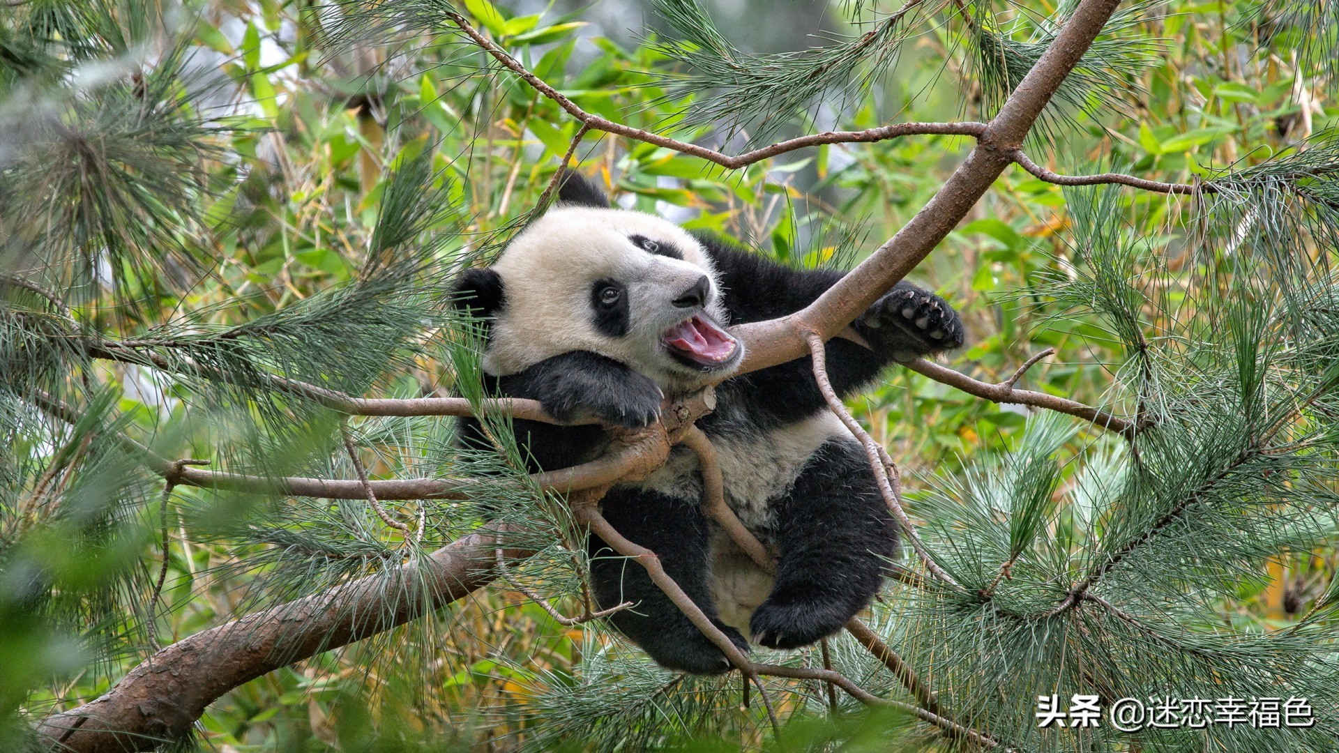 大黑熊伤人,黑熊是怎么伤人的
