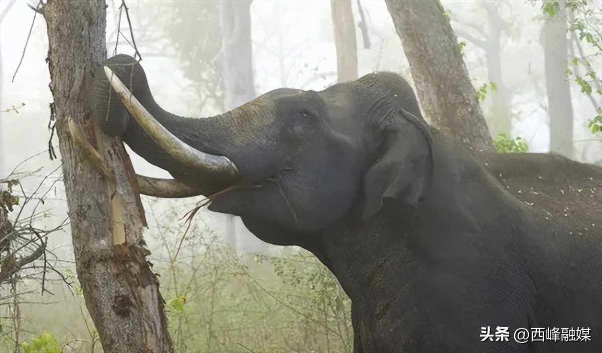 为什么取象牙必须杀死大象,大象为什么割掉象牙就死了