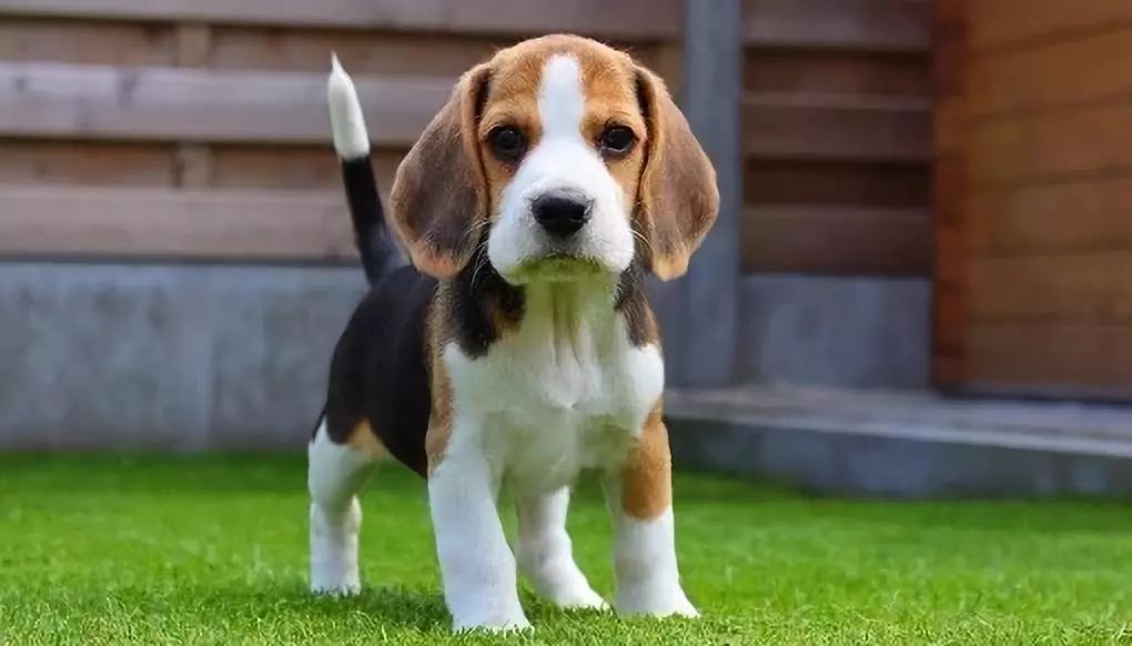 六种最常见的狗狗图片和名字,12种超惹人喜爱的狗狗你认识几种