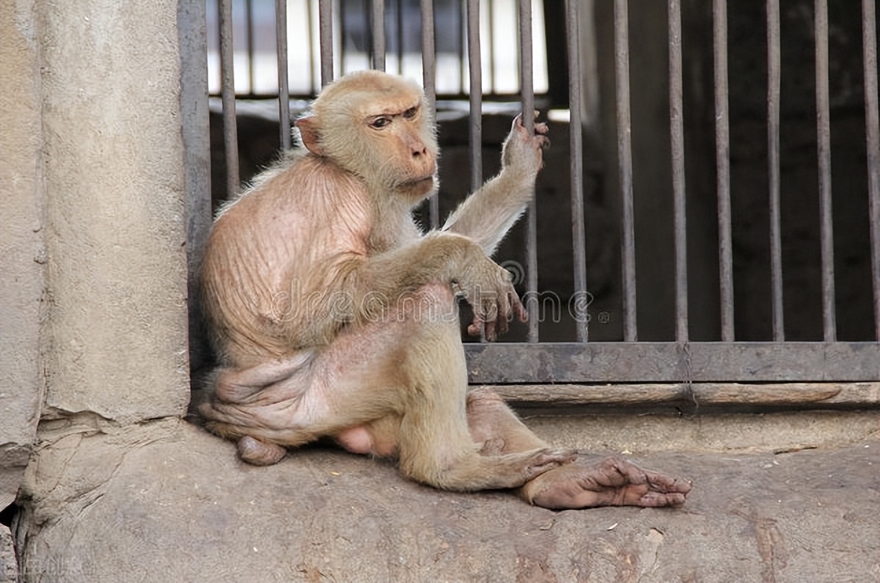 猴子放火,猴子为何不能当宠物