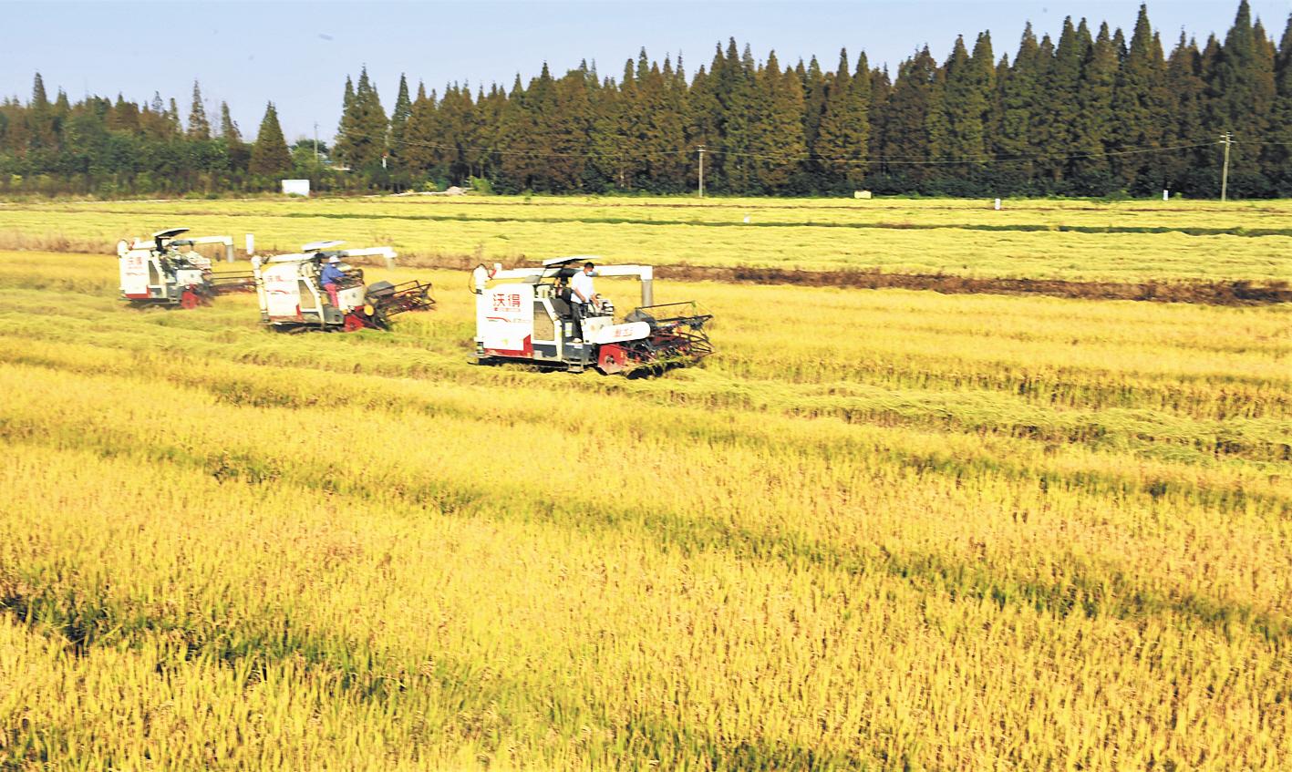 湖南海关查获稻瘟病真菌,长沙海关截获水稻致病菌收件人