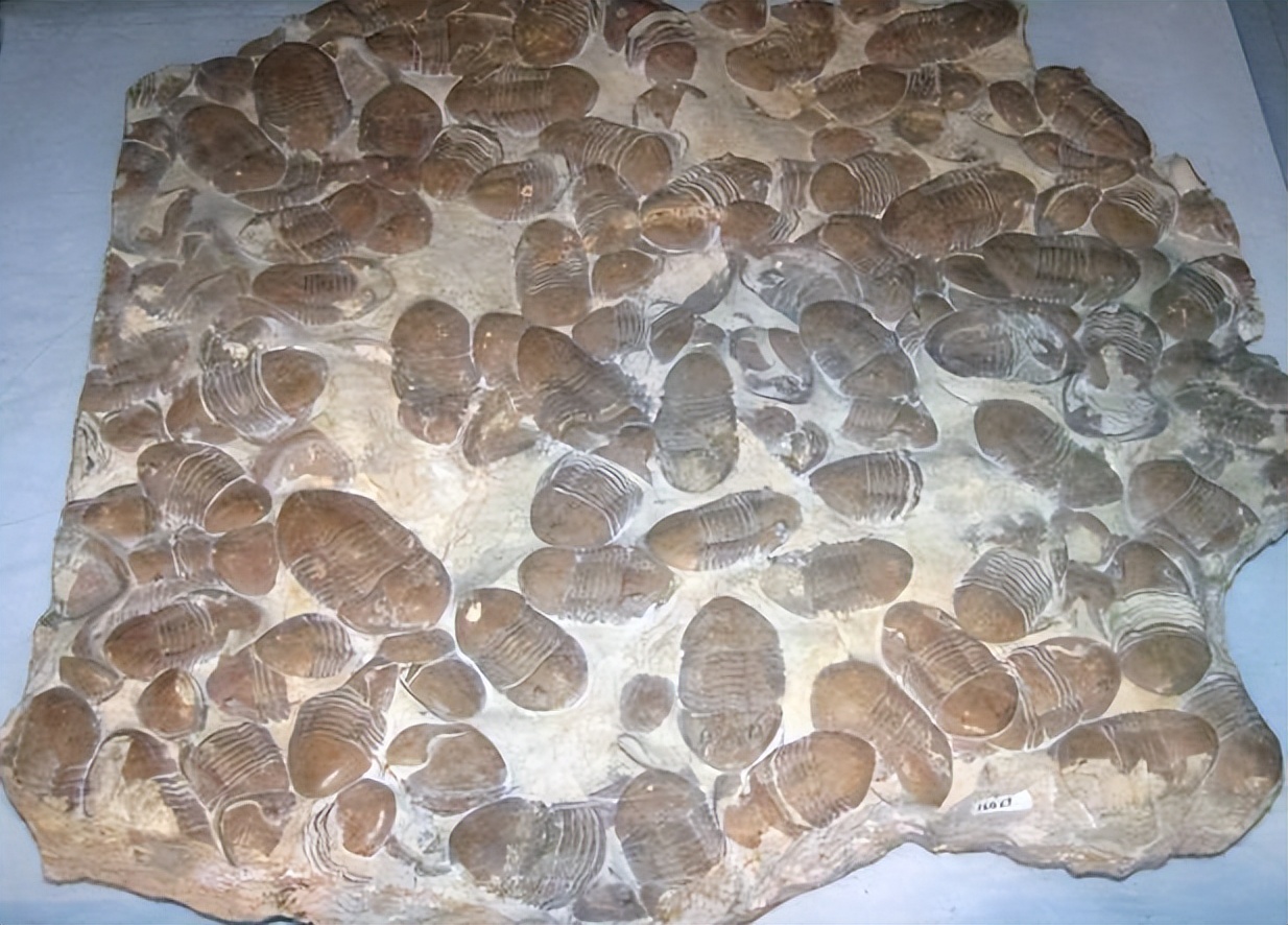 各种古生物化石图片,神秘的地球古生物昆虫化石