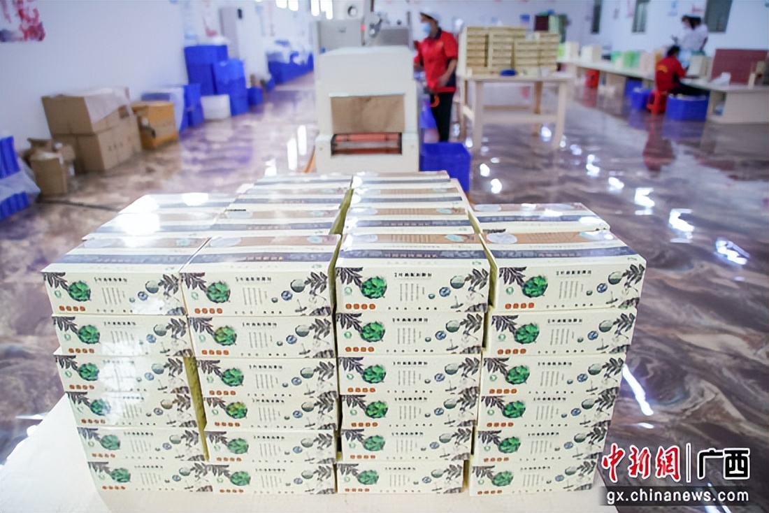 贵港港南区：推广种植“致富草”助力乡村振兴