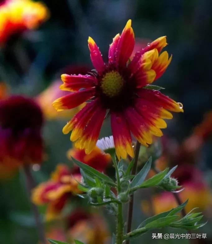 扭扭车男孩张亮考哪个学校,扭扭车少年张亮是哪年参加高考的