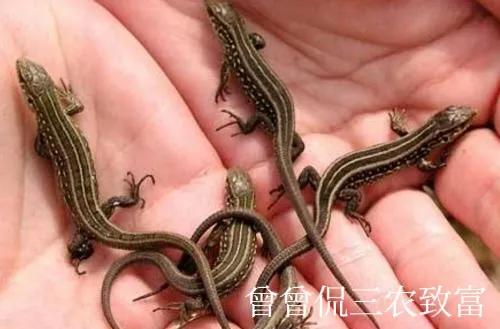 神秘小动物养殖,广东养殖小壁虎