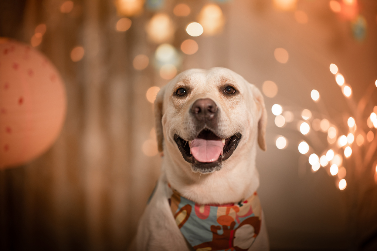 狗狗防癌的最佳方法,想要狗狗健康长寿这些食物少不了