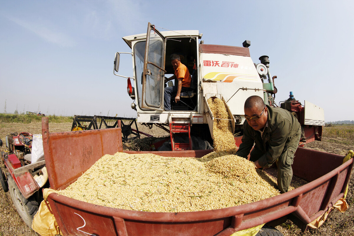 湖北大豆价格最新行情走势,湖北今日大豆价格最新行情