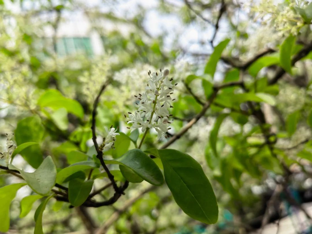 小蜡和小叶女贞区别,小叶女贞和水蜡叶片的区别
